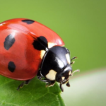 Ladybug